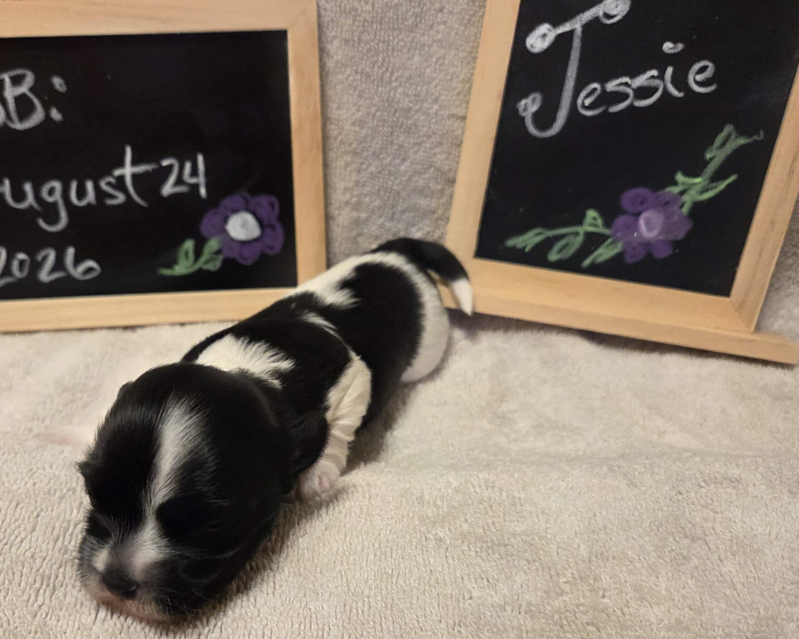 Glory's Jessie Week 2