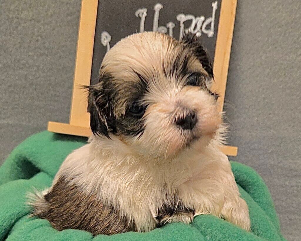 Glory's Toy Story Pups Week 3