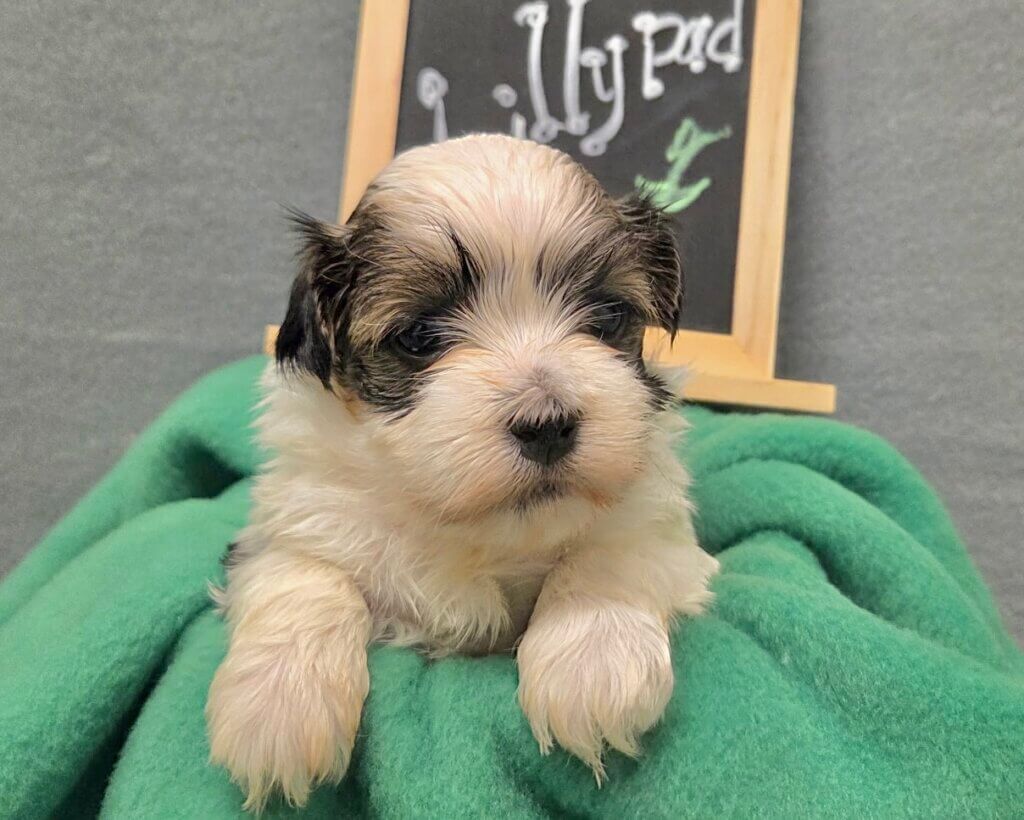 Glory's Toy Story Pups Week 3