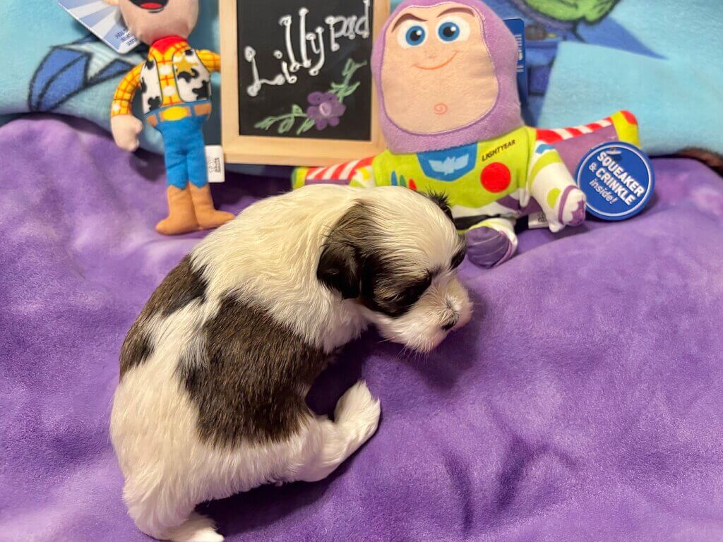Glory's Toy Story Pups Week 3
