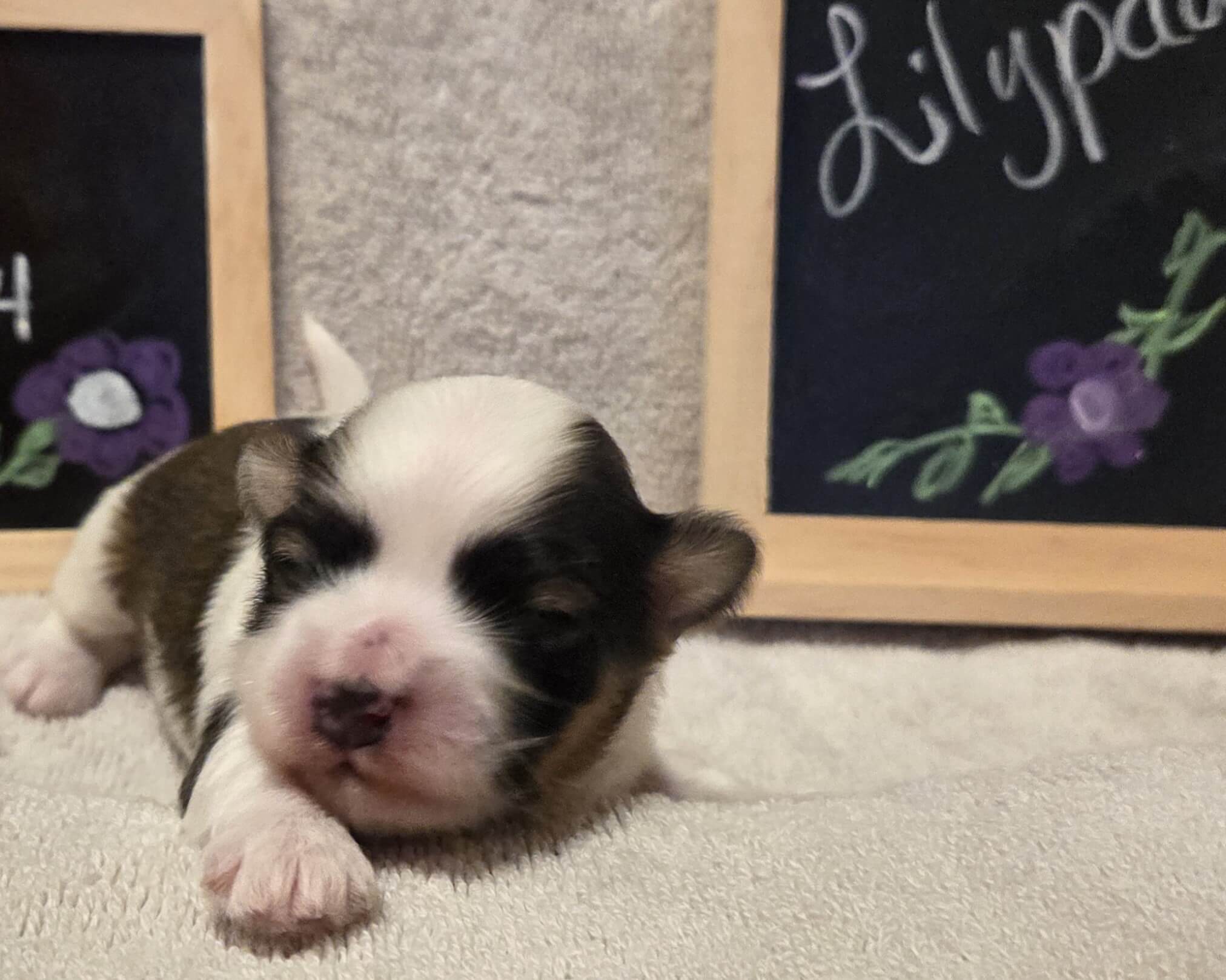 Glory's Lilypad Week 2
