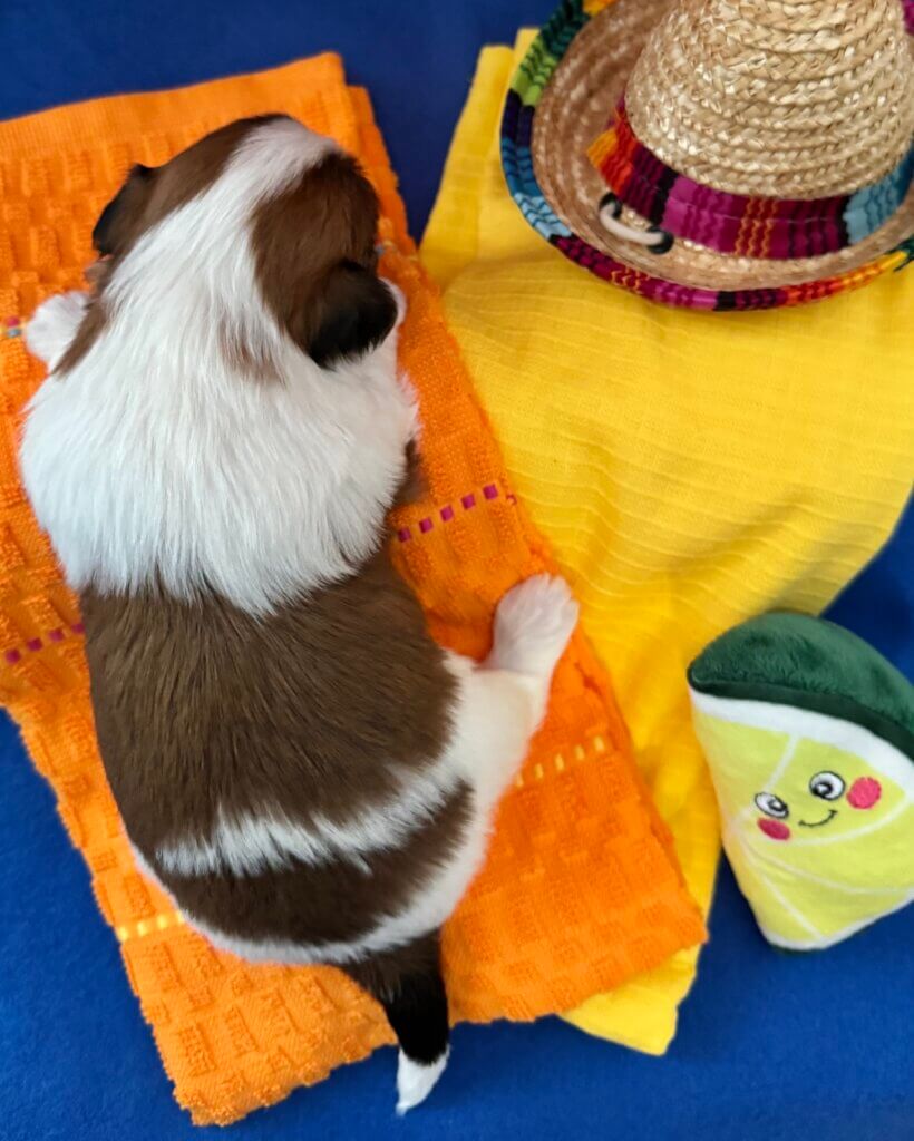 Zoey's Salsa Week 2