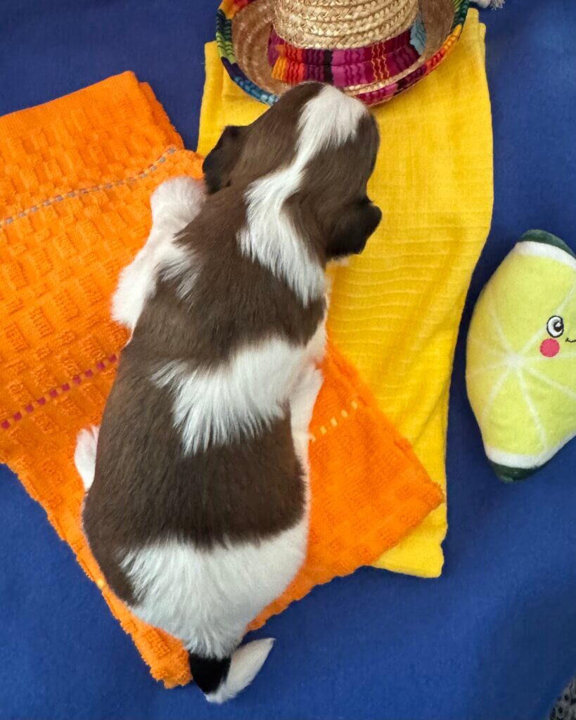 Zoey's Taquito Week 2