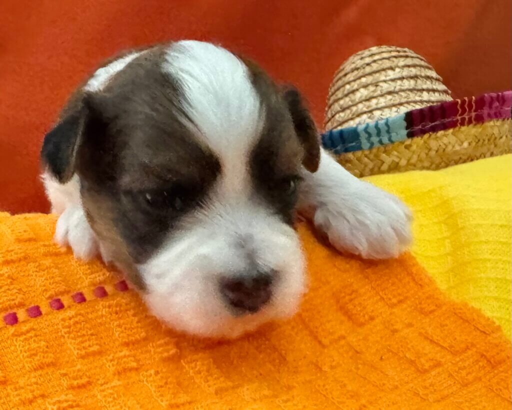 Zoey's Taquito Week 2
