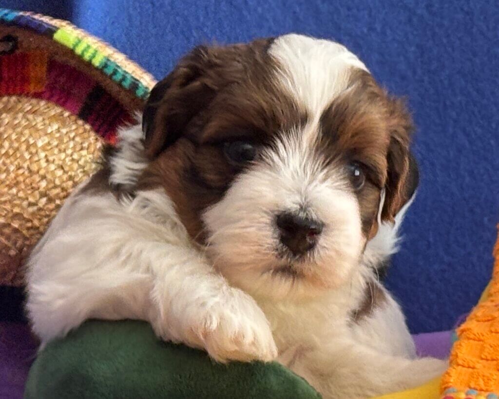 Zoey's Taquito Week 4