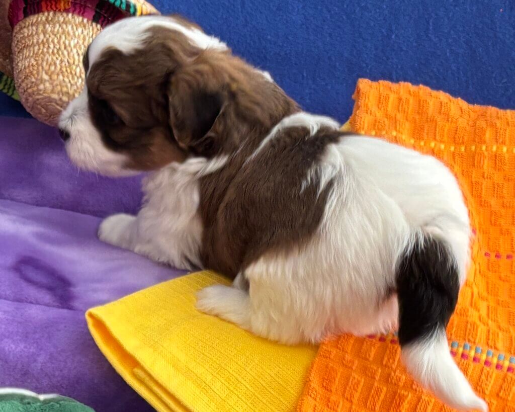 Zoey's Taquito Week 4
