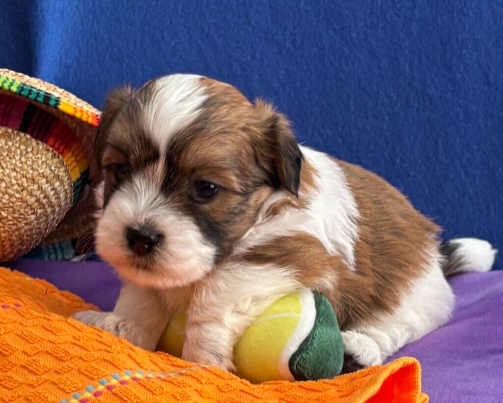 Zoey's Taquito Week 4