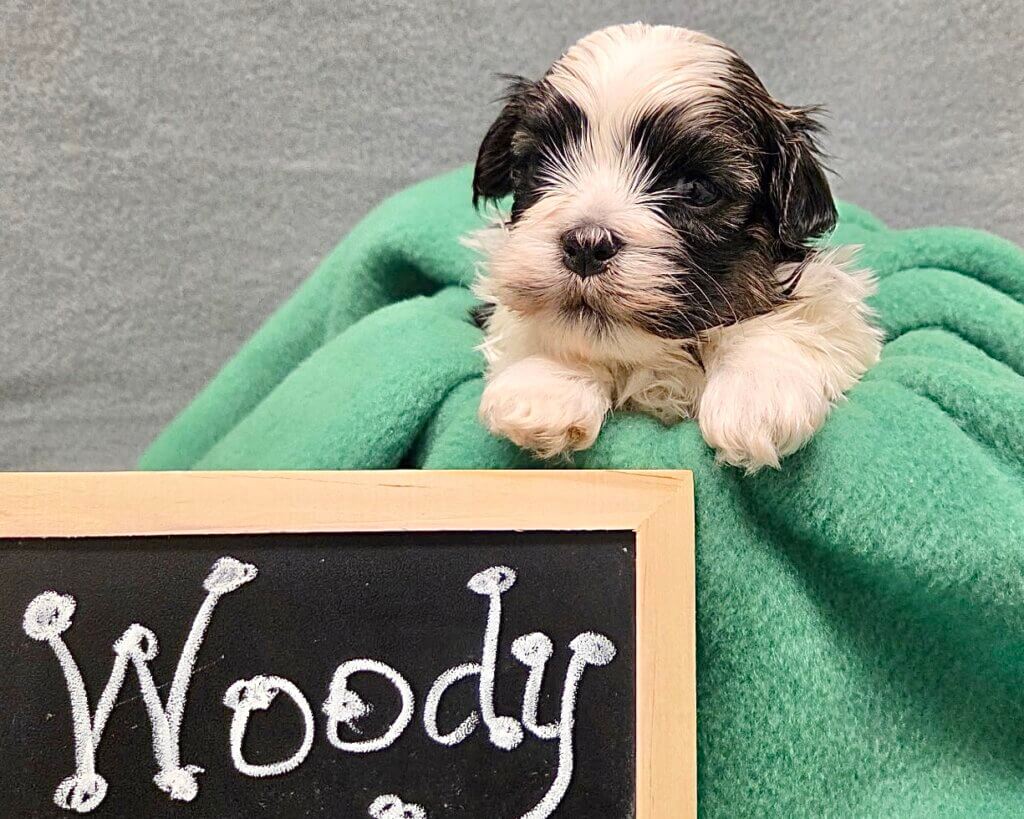 Glory's Toy Story Pups Week 3