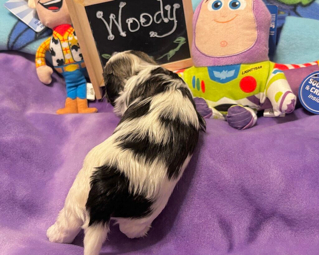 Glory's Toy Story Pups Week 3
