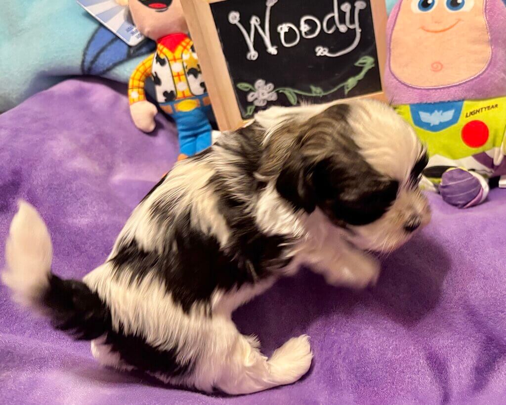 Glory's Toy Story Pups Week 3